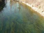Fondale di un fiume con alghe